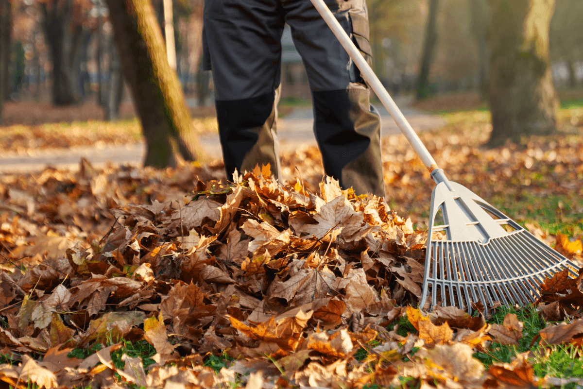 Leaf Removal in Baker project 3
