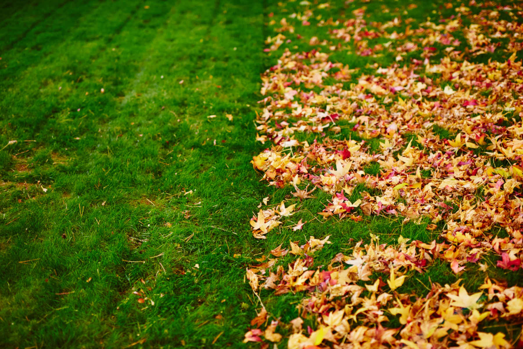 Leaf Removal in Baker project 6