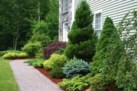 Tree & Shrub Planting project 9