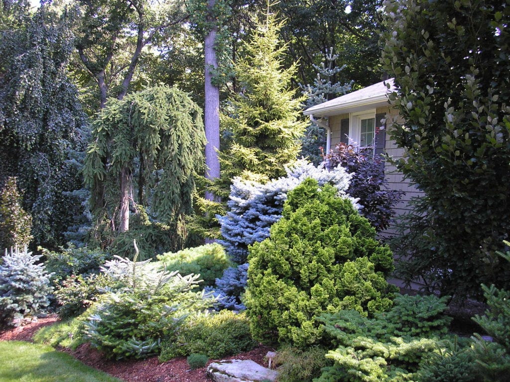 Tree & Shrub Planting in Hempstead example 2